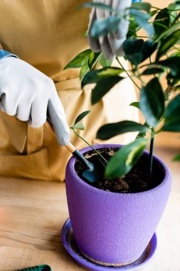 Çiçek saksısında küçük bir kürek tutan eldivenli genç bir kadın görüntüsü. 