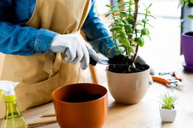 cropped view of girl in gloves holding small shovel with ground while transplanting plant  clipart