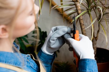 selective focus of woman in gloves cutting leaves with gardening scissors 