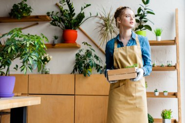 beautiful woman in gloves holding wooden box with green plants and looking away 