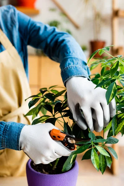 Levágott Kilátás Fiatal Kesztyűben Vágás Zöld Levelek Kertészeti Ollóval — Stock Fotó