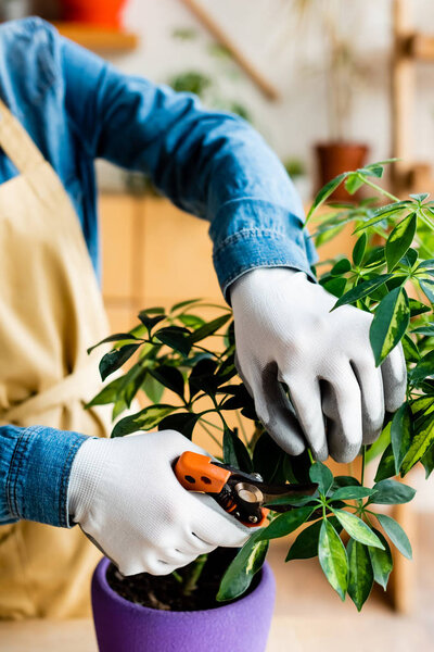 cropped view of young woman in gloves cutting green leaves with gardening scissors 