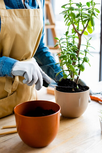 cropped view of gardener in gloves holding small shovel with ground while transplanting plant 