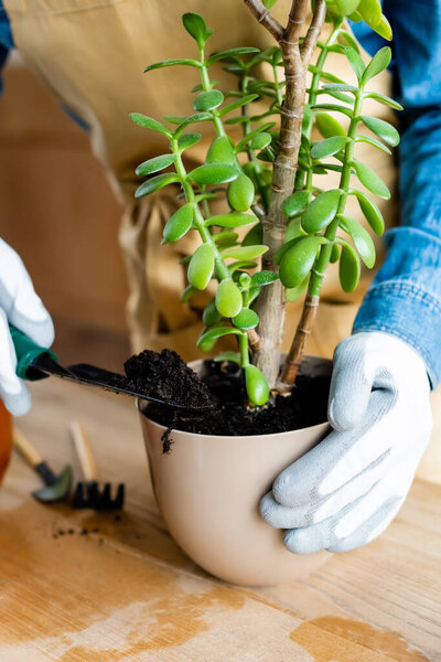 cropped of woman in gloves holding shovel with ground while transplanting plant 