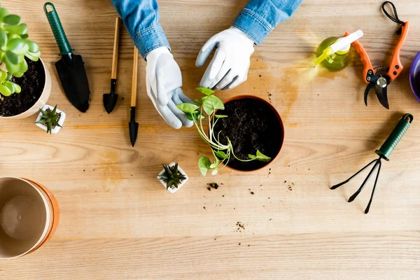 Vista Superior Mujer Guantes Tocando Hojas Planta Trasplantada Cerca Herramientas — Foto de Stock