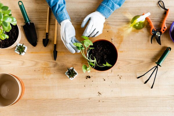 top view of woman in gloves touching leaves of transplanted plant near gardening tools 