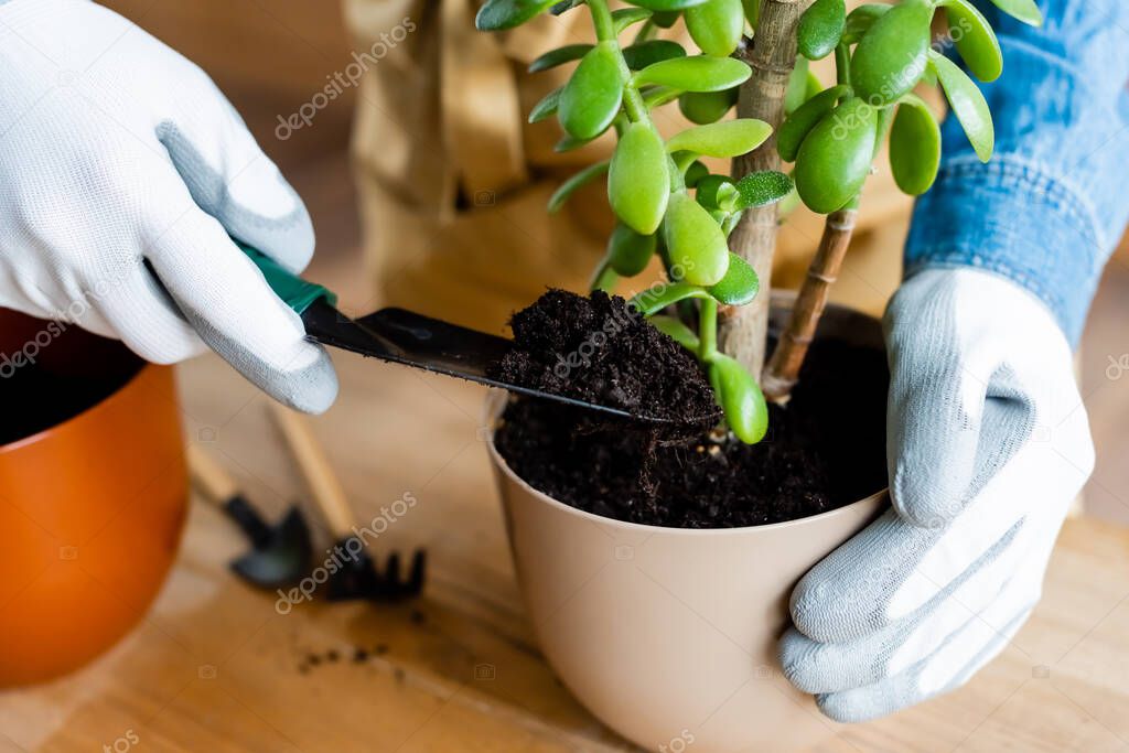 cropped of woman in gloves holding shovel with ground while transplanting plant with green leaves 