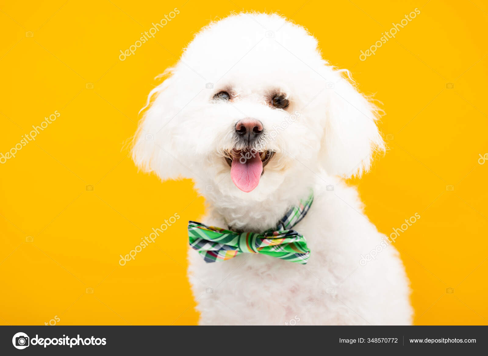 Cute Bichon Havanese Dog Bow Tie Looking Camera Isolated Yellow Stock Photo Image By C Vitalikradko