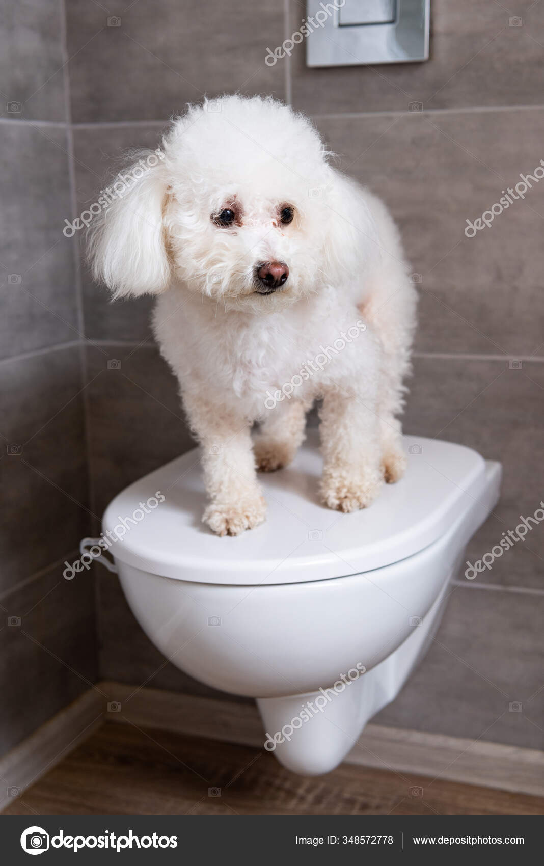 Niedlicher Havanischer Hund Steht Auf Geschlossener Toilette Badezimmer
