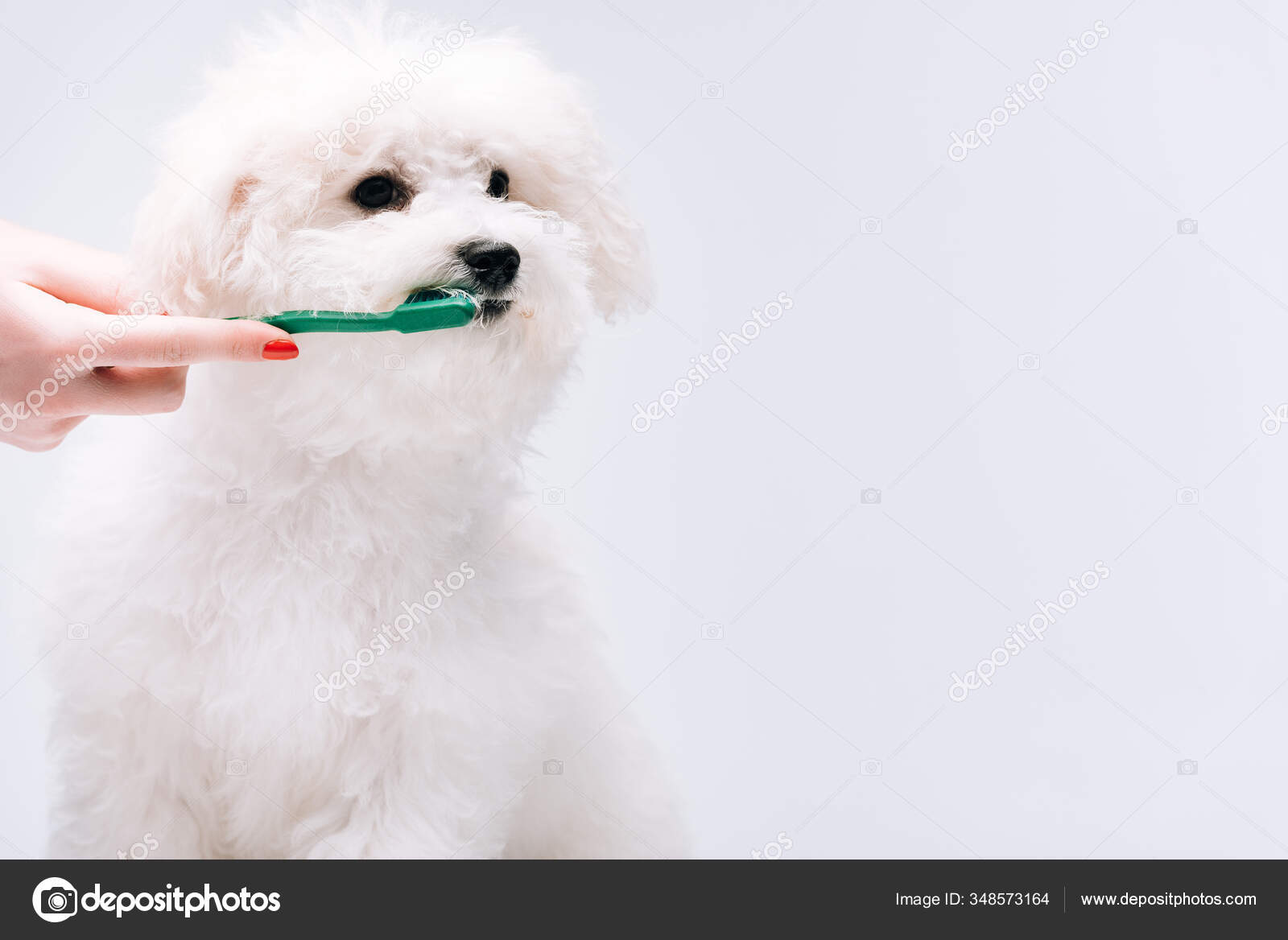 Cropped View Woman Brushing Teeth Cute Bichon Havanese Dog Isolated Stock Photo Image By C Vitalikradko