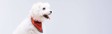 Kırmızı mendilli havan köpeğinin panoramik görüntüsü gri renkte izole edilmiş.