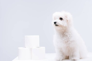 Beyaz yüzey üzerindeki tuvalet kağıdı rulolarının yanında gri renkte izole edilmiş bir köpek var.