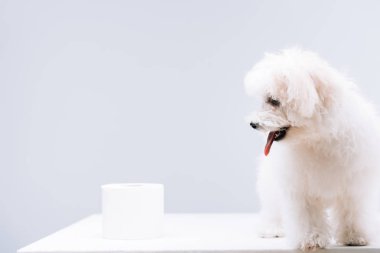 Beyaz yüzey üzerindeki tuvalet kağıdı rulosunun yanındaki havan köpeği gri üzerine izole edilmiş.