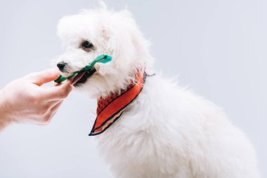 Gri renkte izole edilmiş eşarplı havyan köpeğine diş fırçası veren bir adam görüntüsü.