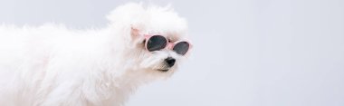 Güneş gözlüklü havan köpeğinin griye izole edilmiş panoramik görüntüsü.