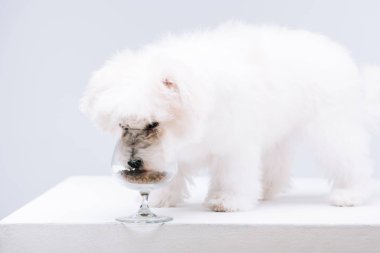 Havanese dog eating dry dog food from wine glass on white surface isolated on grey clipart