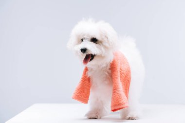 Bichon 'un beyaz yüzeyinde havlusu olan gri renkli bir köpeği var.