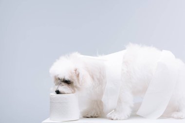 Gri yüzey üzerinde beyaz bir tuvalet kağıdına sarılmış havan köpeği.