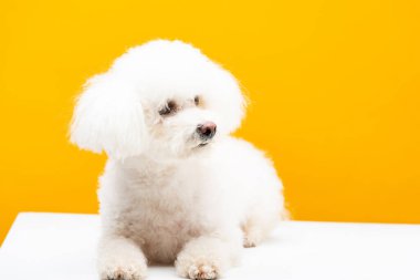 Fluffy havanese dog looking away on white surface isolated on yellow clipart