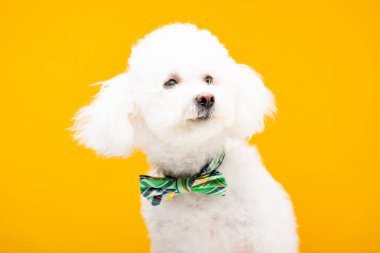 Bichon papyonlu köpek sarıya izole edilmiş.