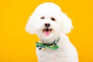 Şirin bichon papyonlu köpek sarı renkli kameraya bakıyor.