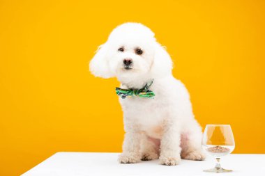 Papyonlu havan köpeği şarap kadehinin yanında oturuyor beyaz köpek mamasıyla sarı yüzeyde izole edilmiş.