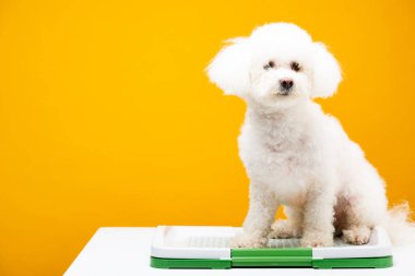 Beyaz yüzeyde evcil hayvan tuvaletinde oturan havan köpeği sarıda izole edilmiş.