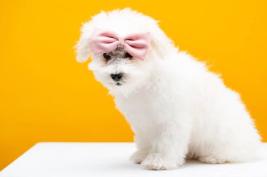 Bichon 'un kafasında pembe papyonlu bir köpek var. Beyaz yüzeyde oturuyor. Sarı renkte.