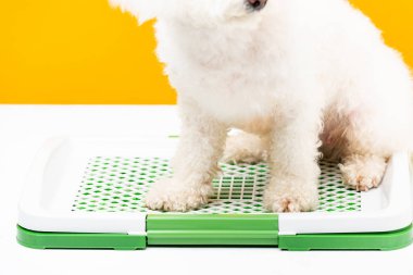 Beyaz yüzeydeki evcil hayvan tuvaletinde oturan havyan köpeği manzarası sarıda izole.