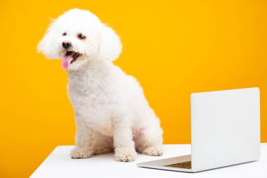 Bichon 'un dizüstü bilgisayarının yanında oturan sarı yüzey üzerinde izole edilmiş bir köpek var.