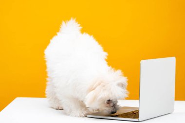 Pofuduk köpek laptopun yanında, beyaz yüzeyde sarı renkte izole edilmiş.