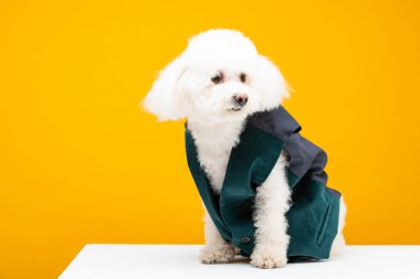 Havanese dog in waistcoat looking away on white surface isolated on yellow clipart