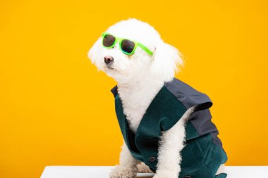 Yelekli ve güneş gözlüklü şirin havan köpeği beyaz yüzeyde, sarı renkte izole bir şekilde oturuyor.