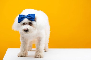 Sarı yüzey üzerinde mavi papyonlu şirin havan köpeği.