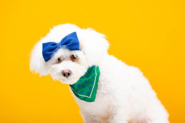 Başında mavi papyonlu şirin bir havan köpeği ve sarı renkte izole bir atkı.