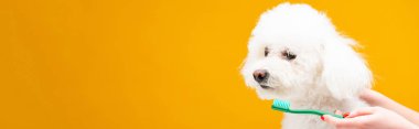 Sarı panoramik çekimde izole edilmiş havyan köpeğinin yanında diş fırçası tutan kadın görüntüsü.