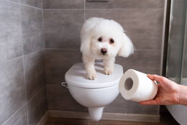 Tuvaletteki havyan köpeğinin yanında tuvalet kağıdı tutan adam görüntüsü.