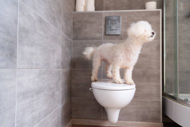 Havanalı köpek tuvalette duruyor.