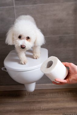 Tuvaletteki bichon köpeğinin yanında tuvalet kağıdı tutan adam görüntüsü.