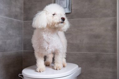 Pofuduk köpek tuvalette duruyor.