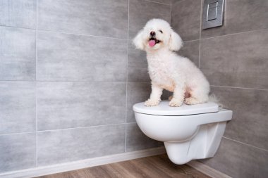 Şirin bichon köpeği banyoda kapalı tuvalette oturuyor.