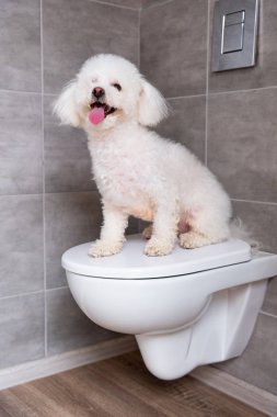 Bichon tuvaletteki kapalı tuvalette oturan bir köpek var.