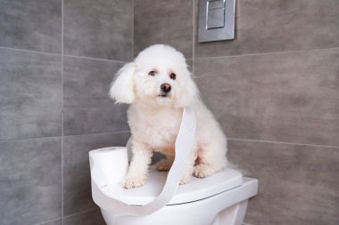 Bichon 'un tuvaletteki tuvalet kağıdının yanında oturan bir köpeği var.