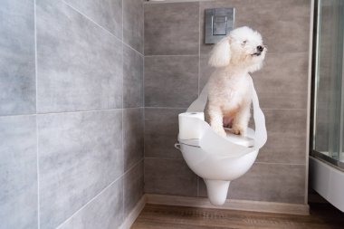Tuvalet kağıdına sarılı havan köpeği tuvaletteki kapalı tuvalette oturuyor.