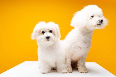 Beyaz yüzeyde oturan şirin havan köpekleri sarıda izole edilmiş.