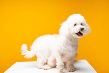 Beyaz yüzeyde sarı renkte iki bizon köpeği var.