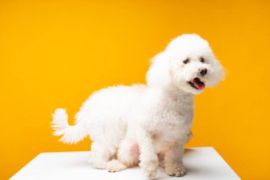 Two bichon havanese dogs on white surface isolated on yellow clipart