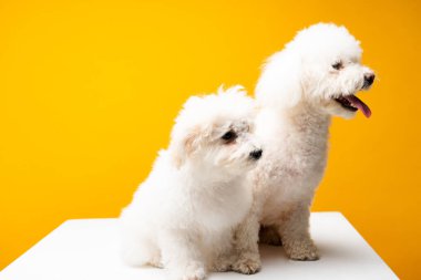 Şirin havan köpekleri beyaz yüzeye bakıyor, sarı üzerine izole edilmiş.
