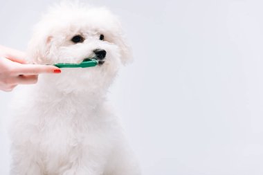 Dişlerini fırçalayan güzel Bizonlu bir kadının görüntüsü. Gri renkte izole edilmiş bir köpek.