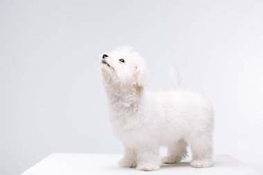 Bichon havanese dog looking up on white surface isolated on grey clipart